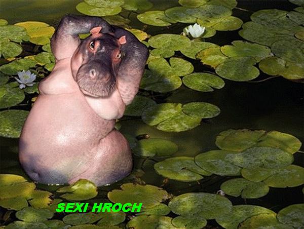 Sexy hroch.jpg