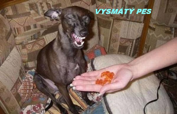 Vysmátý pes.jpg